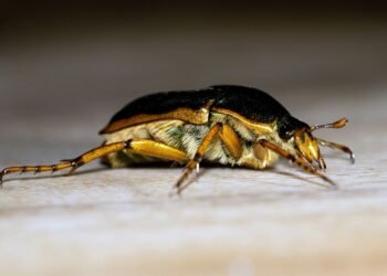 Schädlingsbekämpfung