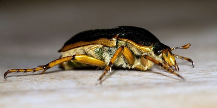 Schädlingsbekämpfung