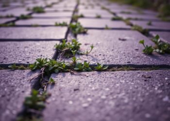 Unkrautbekämpfung in Pflasterfugen