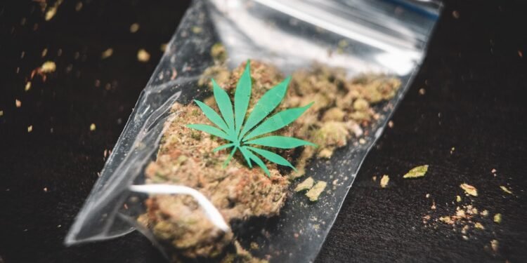 Cannabis-Legalisierung in Deutschland: Verbraucherinfo & Überblick