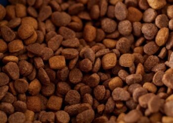 Hundefutter auswählen: Worauf es im Alltag ankommt